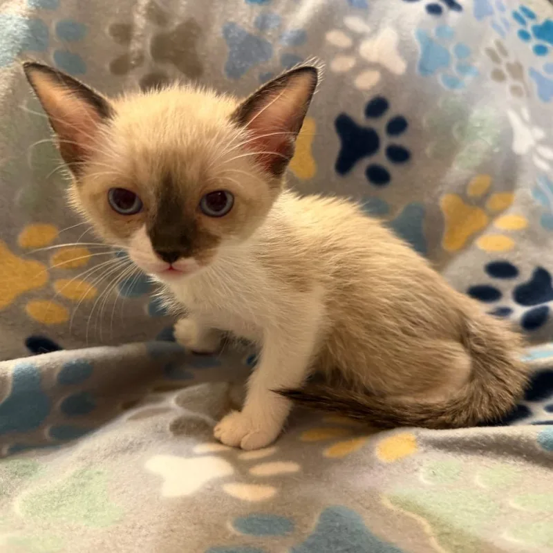 A baby small-sized male Cream / Ivory Domestic Short Hair cat named Baby Yoda for adoption in Flower Mound, TX