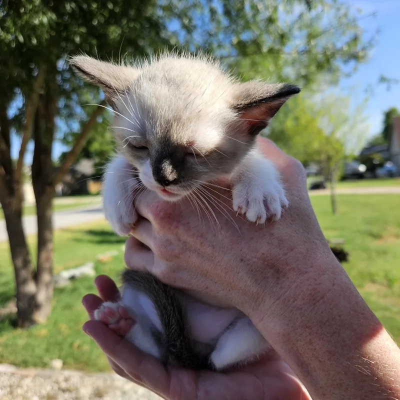 Baby Yoda thumbnail 4
