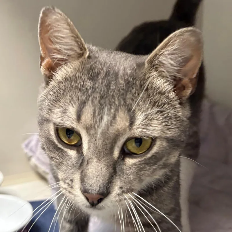 An adult medium-sized male Gray / Blue / Silver Domestic Short Hair cat named Cyrus for adoption in East Hanover, NJ