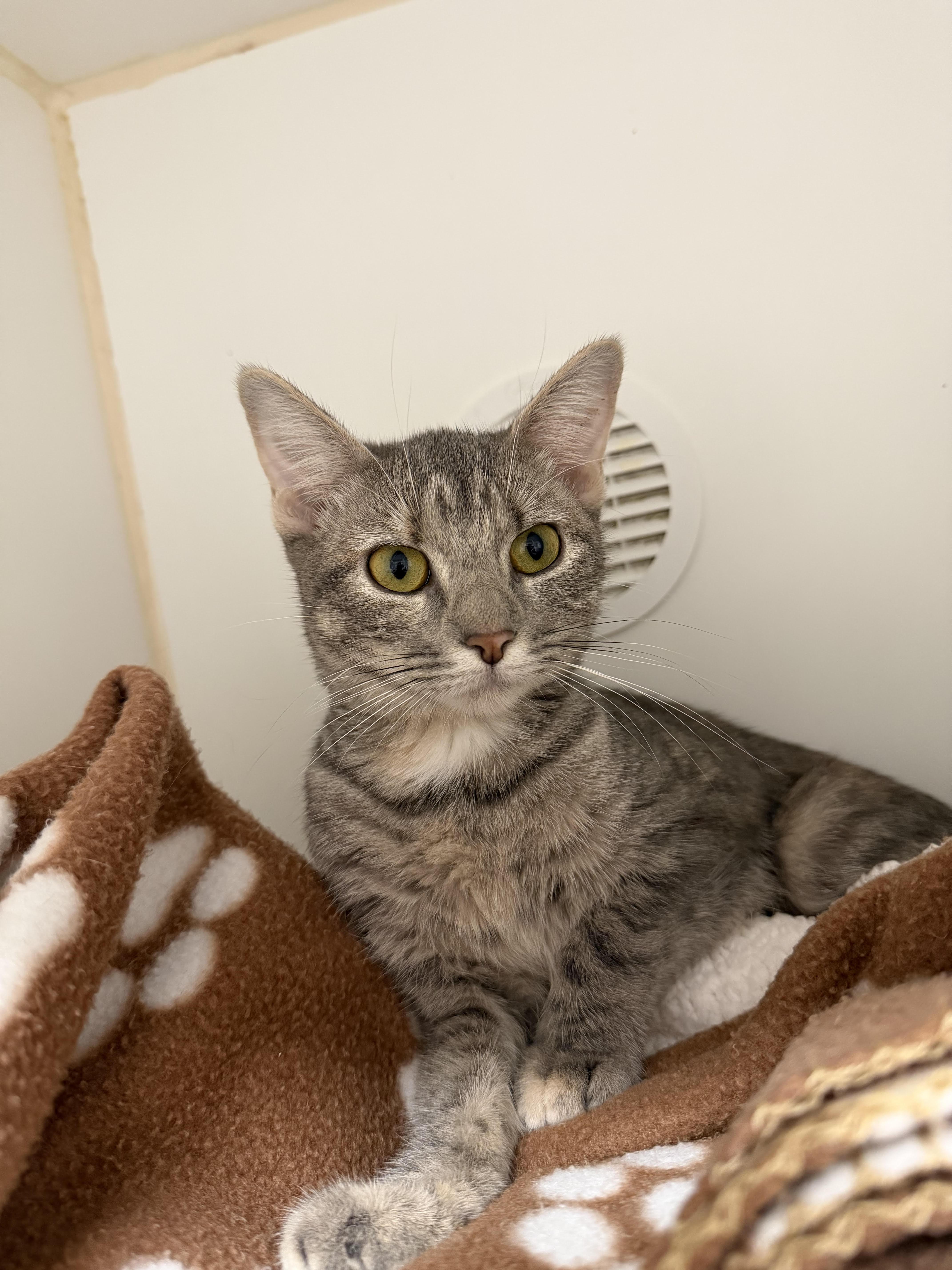 A young medium-sized female Domestic Short Hair cat named Valley for adoption in Reisterstown, MD