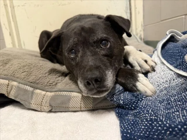An adult large-sized female Mixed Breed dog named Baby Girl for adoption in Santa Fe, NM