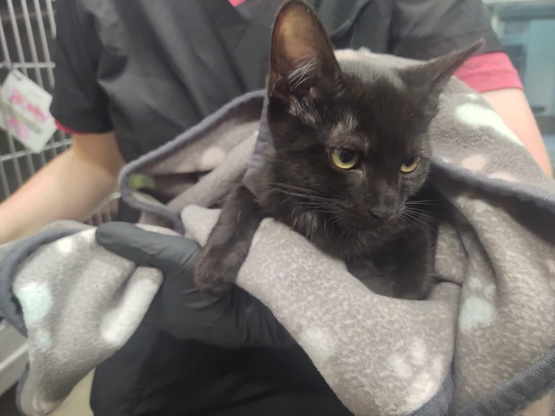 A baby small-sized male Domestic Short Hair cat named Mr. Burns for adoption in Chico, CA