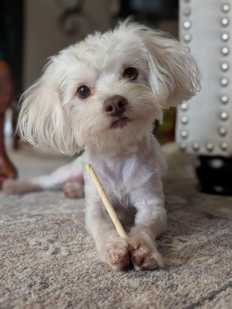 An adult small-sized male Maltese dog named Zinovo WAT for adoption in Missouri City, TX