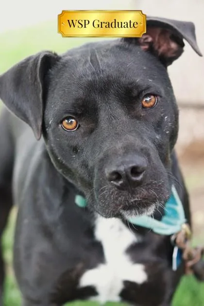 Limousine thumbnail 3