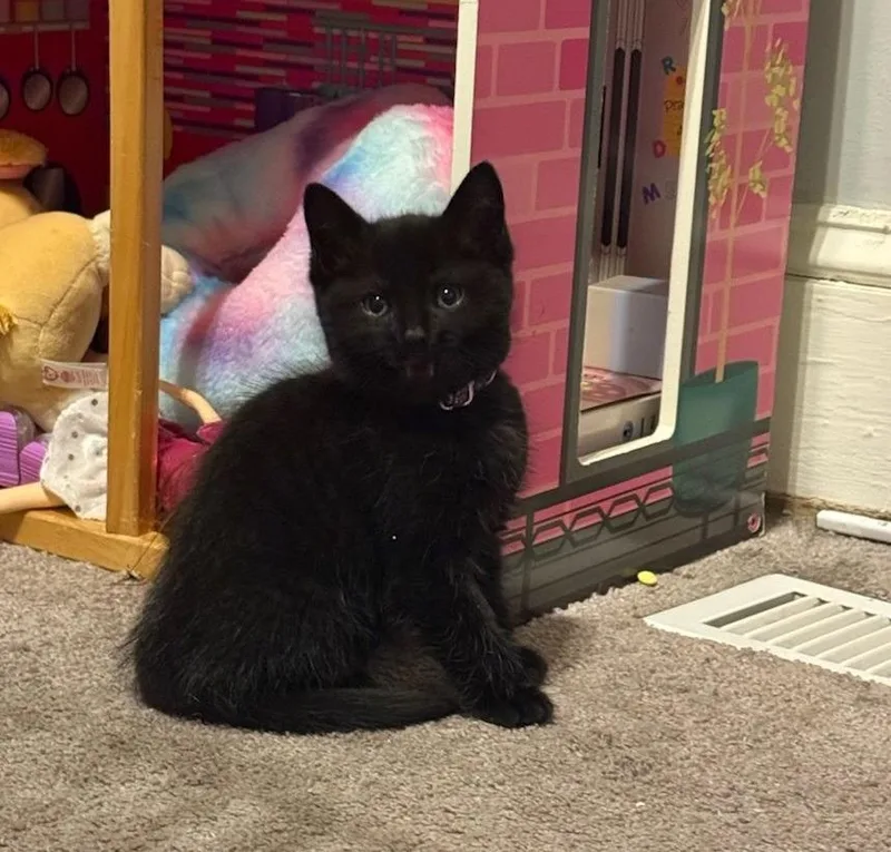 A baby medium-sized male Domestic Short Hair cat named Brainy Smurf for adoption in Parkville, MD