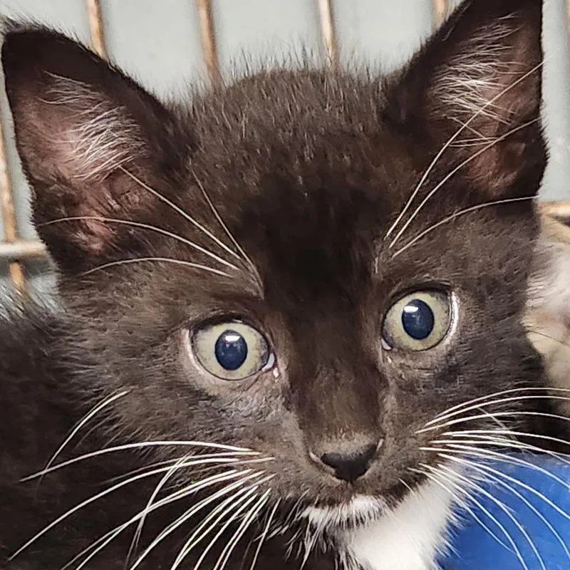 A baby small-sized male Black Domestic Short Hair cat named Zazu K for adoption in Corsicana, TX