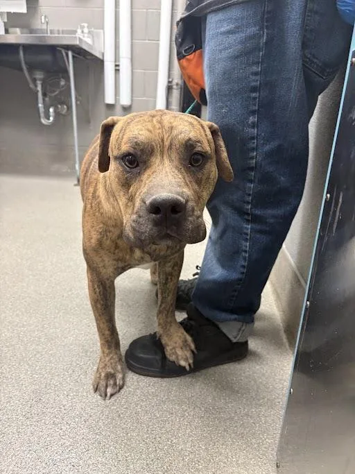 A young medium-sized male Pit Bull Terrier dog named Dante for adoption in Las Vegas, NV