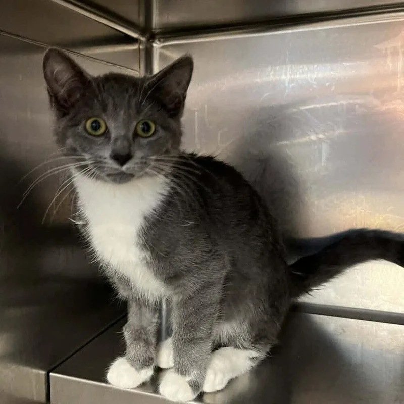 A baby medium-sized female Gray & White Domestic Short Hair cat named Zuzanna for adoption in Candler, NC
