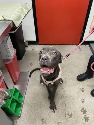 An adult large-sized female Cane Corso dog named Queenie for adoption in West Chester, PA