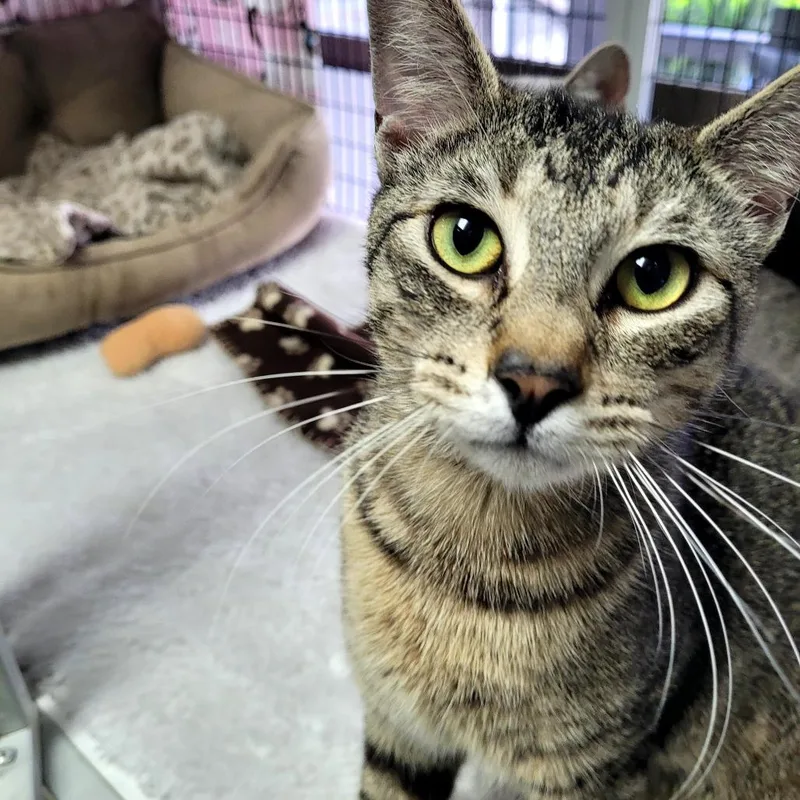 A young large-sized male Domestic Short Hair cat named Mochi for adoption in Allyn, WA