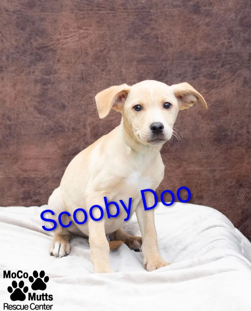 A baby medium-sized male White / Cream Mixed Breed dog named Mystery Gang Litter for adoption in Sunbright, TN