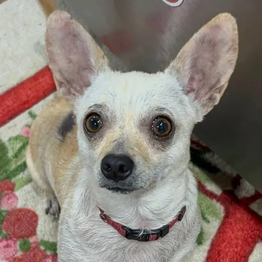 An adult small-sized female Apricot / Beige Chihuahua dog named Dusty for adoption in Lexington, KY