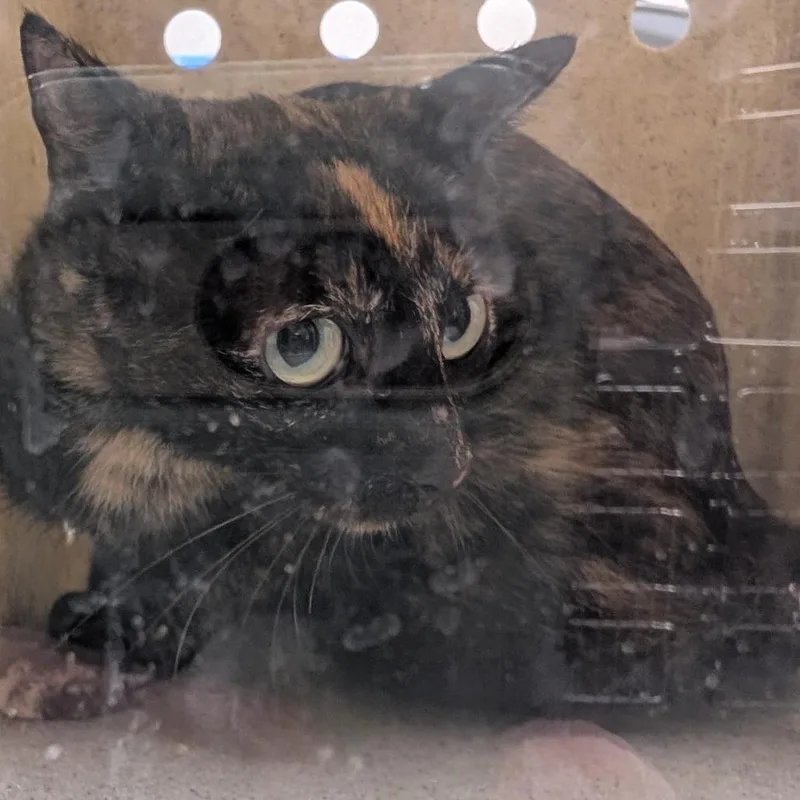 An adult medium-sized female Tortoiseshell Domestic Short Hair cat named Volcano for adoption in Bryan, TX