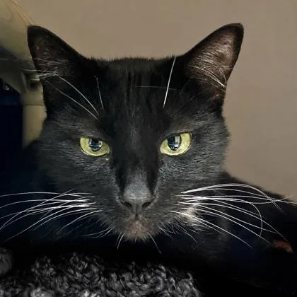 A young medium-sized female Domestic Short Hair cat named Gretta for adoption in Burlington, WA