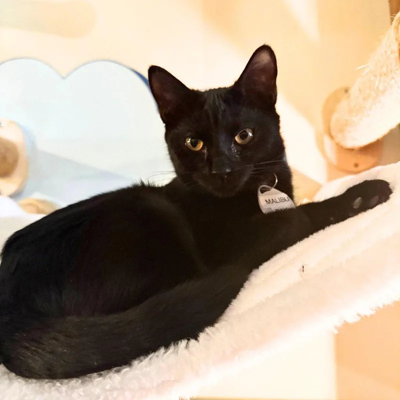 A baby medium-sized female Black Domestic Short Hair cat named Malibu Bay for adoption in Brooklyn, NY