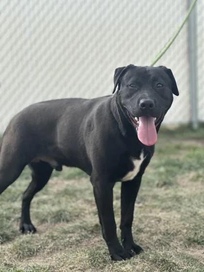 An adult medium-sized male Pit Bull Terrier dog named Topher for adoption in Spanish Fork, UT
