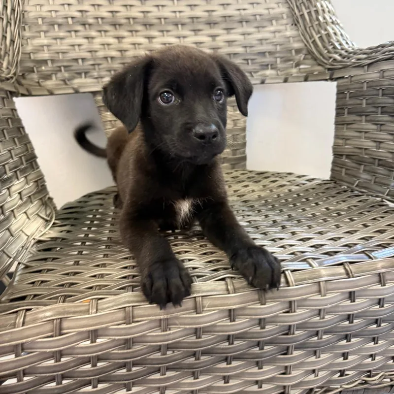 A baby medium-sized male Brindle Mixed Breed dog named Oliver for adoption in Ponca City, OK