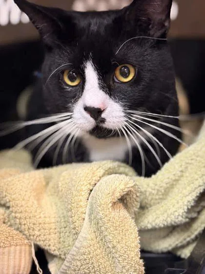An adult large-sized male Domestic Short Hair cat named Professor Whiskers for adoption in Memphis, TN
