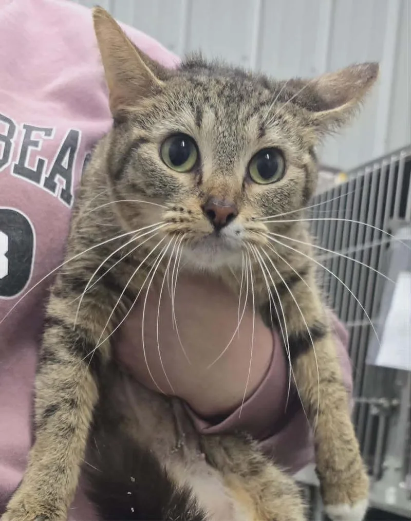 An adult small-sized female Domestic Short Hair cat named Bellarini for adoption in Hillsdale, IN