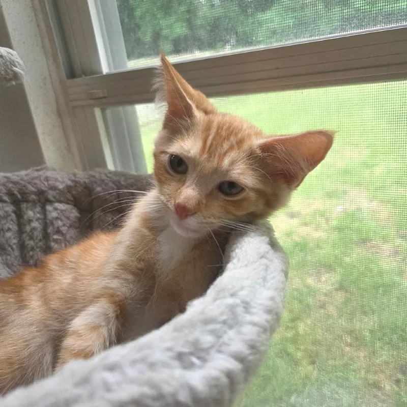 A baby small-sized male Orange / Red Domestic Short Hair cat named Marmalade for adoption in Newport News, VA