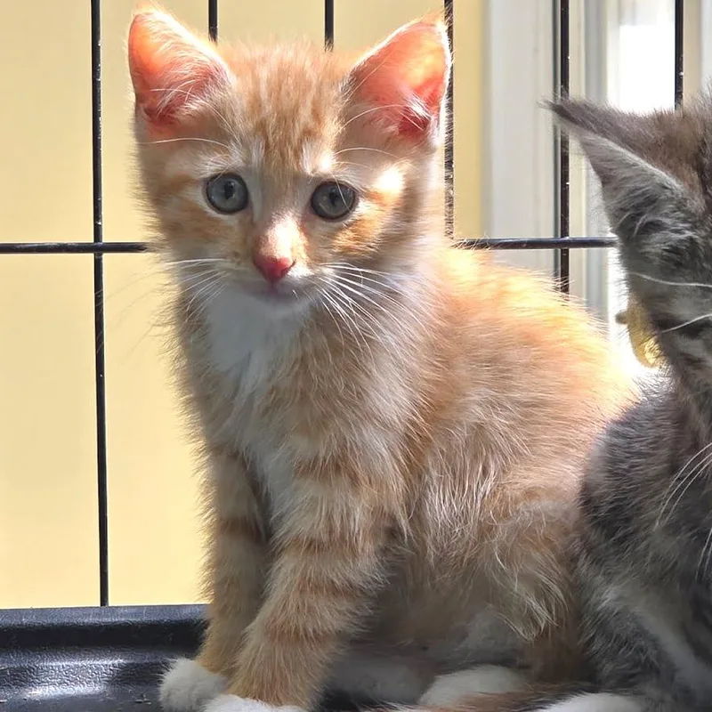 Marmalade thumbnail 2