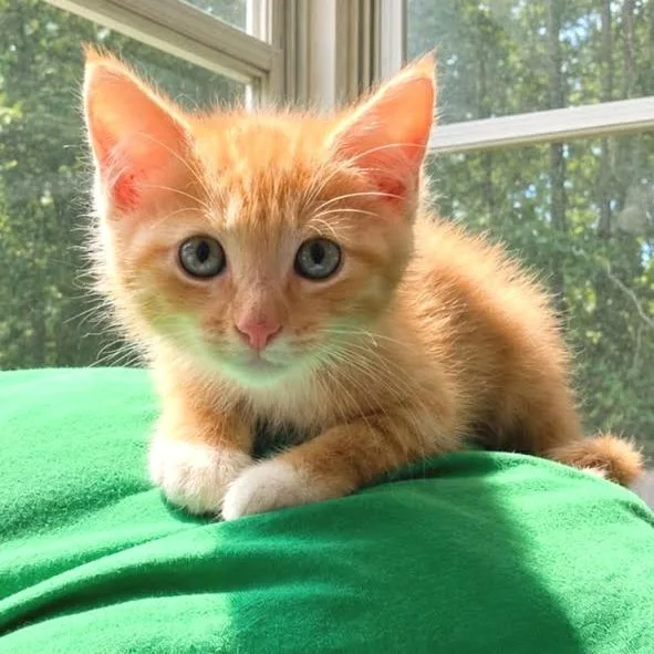 Marmalade thumbnail 3
