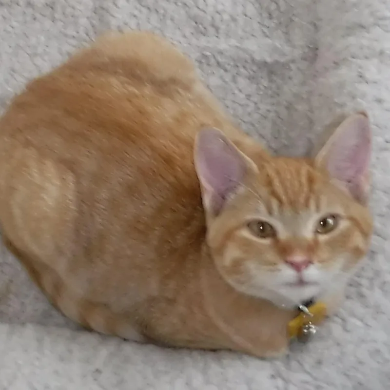 A baby medium-sized male Orange & White Tabby cat named Jan Super Affectionate for adoption in Hoquiam, WA