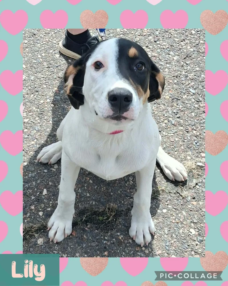 A young medium-sized female Brown / Chocolate Dalmatian dog named Lily for adoption in Iron River, MI