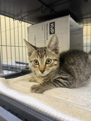 A young small-sized male Domestic Short Hair cat named Dust Bunny for adoption in Vero Beach, FL