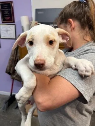 A baby small-sized male Mixed Breed dog named Michael for adoption in West Chester, PA