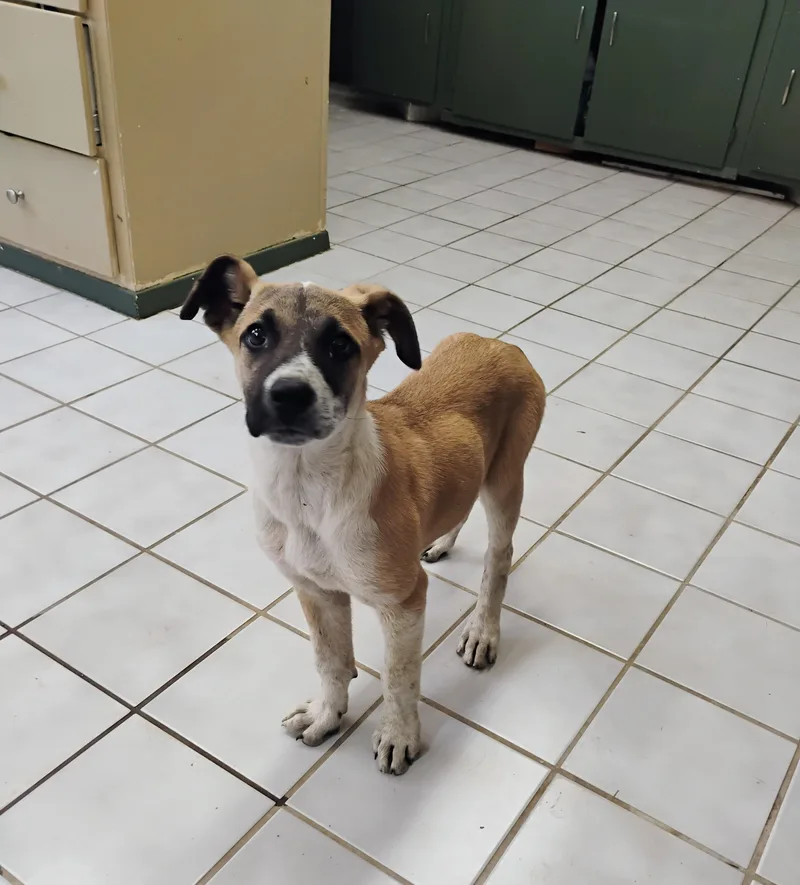 A baby large-sized female Tricolor (Brown, Black, & White) Jack Russell Terrier dog named Peep for adoption in Saint Jo, TX