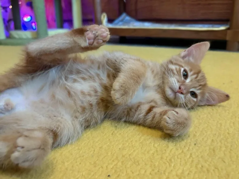 A baby medium-sized male Tabby (Orange / Red) Domestic Short Hair cat named Suave for adoption in Beaverton, OR
