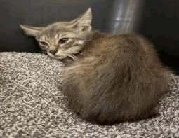 A young small-sized male Tabby (Gray / Blue / Silver) Domestic Short Hair cat named Little Foot for adoption in Cincinnati, OH