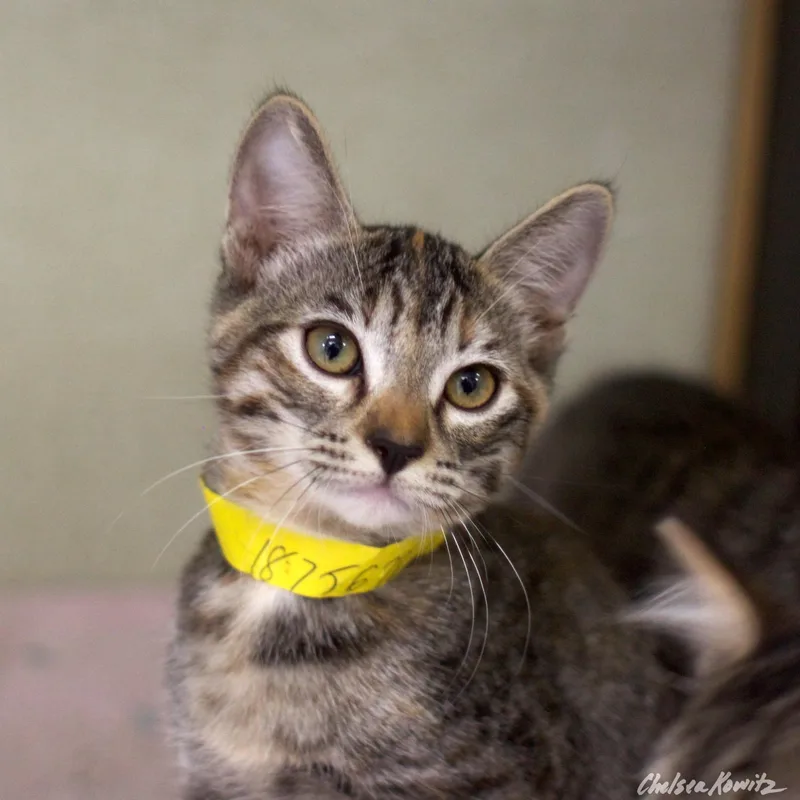 An adult small-sized female Domestic Short Hair cat named Jojo for adoption in Los Angeles, CA