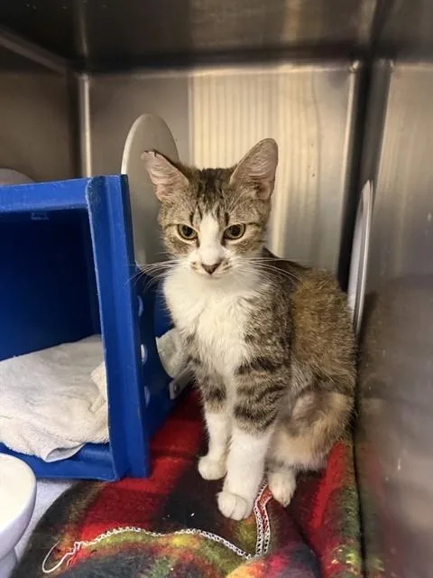 A young medium-sized female Domestic Short Hair cat named April for adoption in San Jose, CA