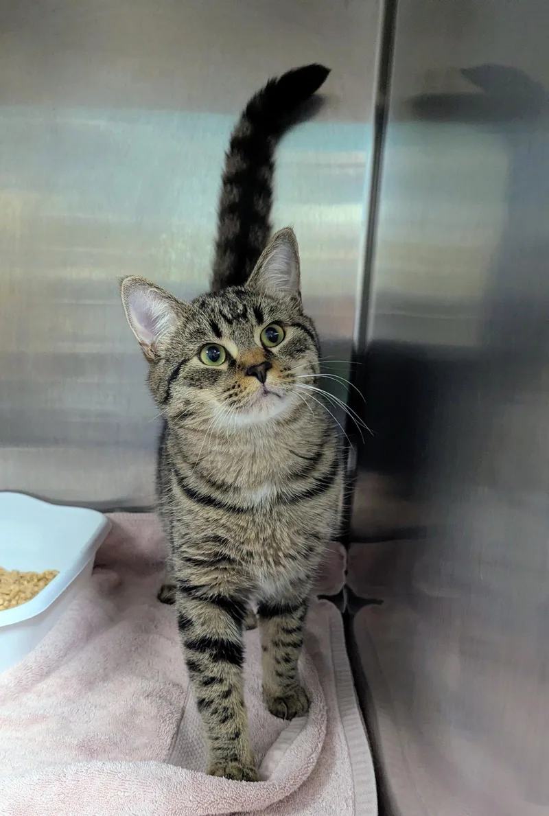 A young medium-sized male Domestic Short Hair cat named Tuna for adoption in Trenton, NJ