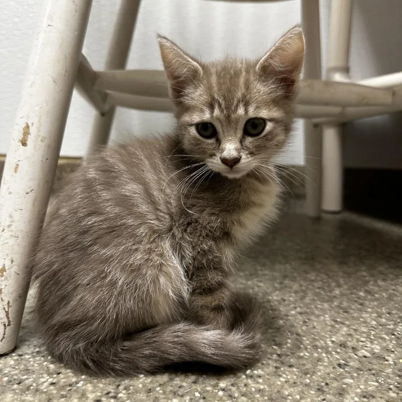 A baby small-sized female Buff / Tan / Fawn Domestic Short Hair cat named Ladybug for adoption in Blue Ridge, GA