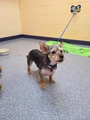 An adult small-sized male Yorkshire Terrier dog named Arlo for adoption in Westland, MI