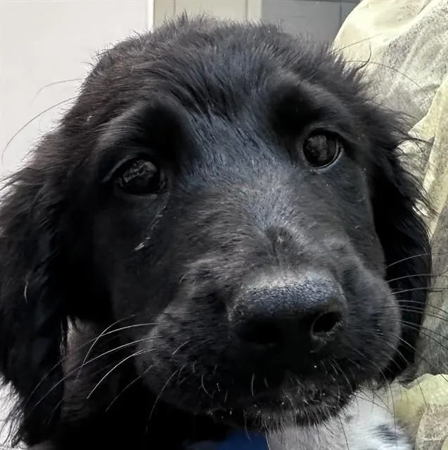 A baby small-sized male German Shepherd Dog dog named Grizzly for adoption in Tucson, AZ