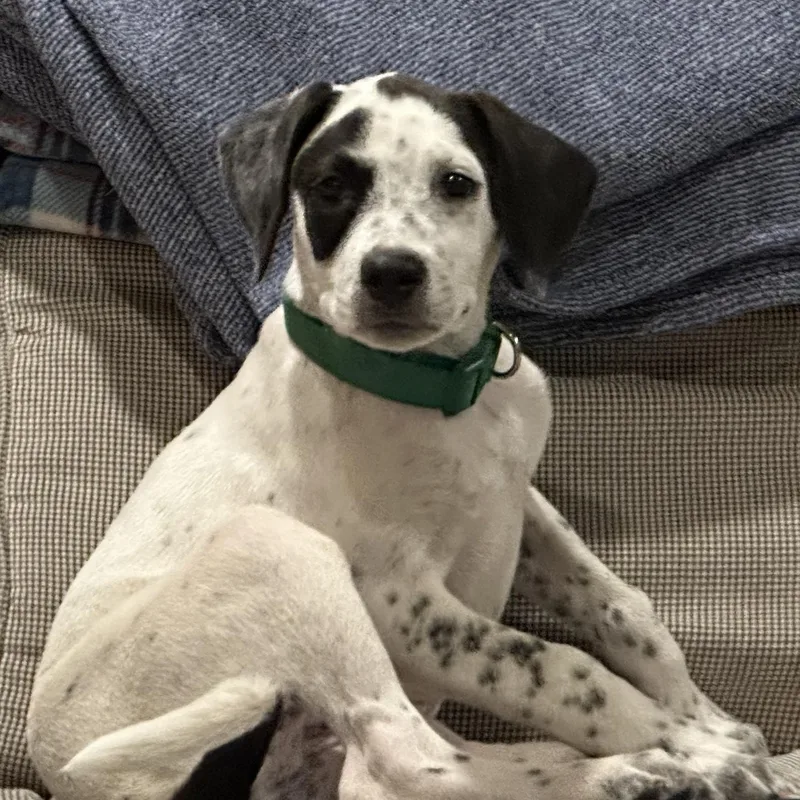 A young medium-sized female Hound dog named Abby for adoption in Water Valley, MS