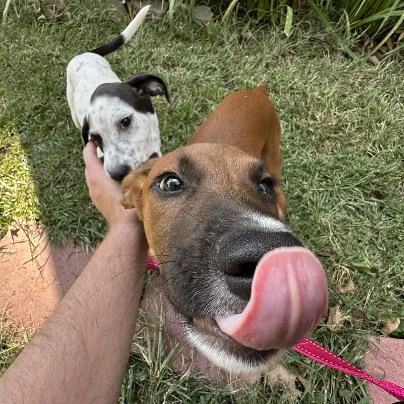 Abby thumbnail 2
