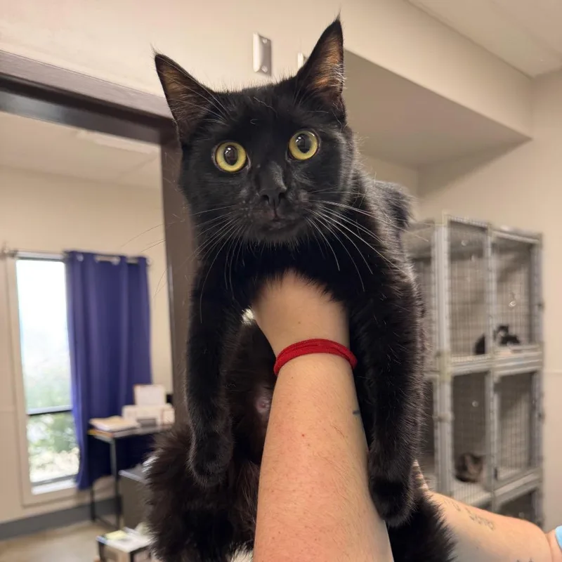 An adult medium-sized female Black Domestic Short Hair cat named Momma Printer for adoption in Columbiana, AL