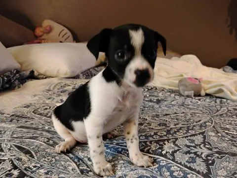 A baby small-sized male White / Cream Chihuahua dog named Noah Lane for adoption in Zuni, VA