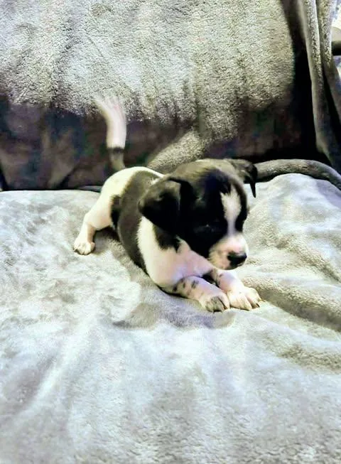 Noah Lane thumbnail 3