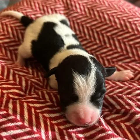 Noah Lane thumbnail 6