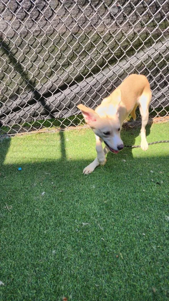 A baby medium-sized female Cattle Dog dog named Vixen for adoption in New Kensington, PA