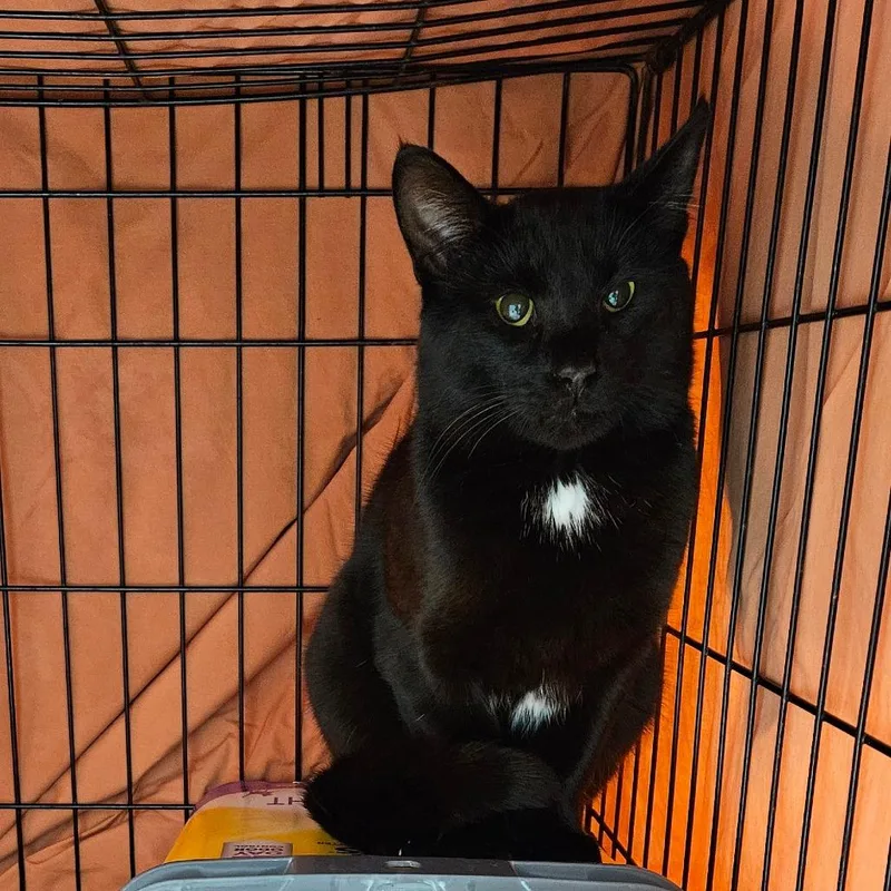 A young small-sized male Black Domestic Short Hair cat named Stewart for adoption in Oneonta, NY