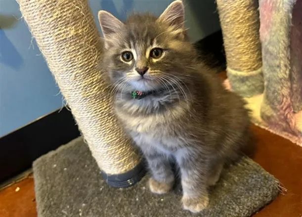 A baby small-sized male Domestic Long Hair cat named Stormy for adoption in Santa Clara, CA