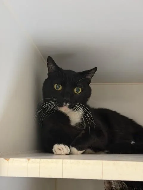 Whiskers
