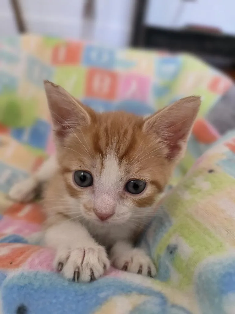 A baby small-sized female Domestic Short Hair cat named Jubatus for adoption in Meriden, CT